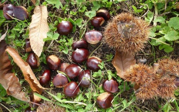 castagne