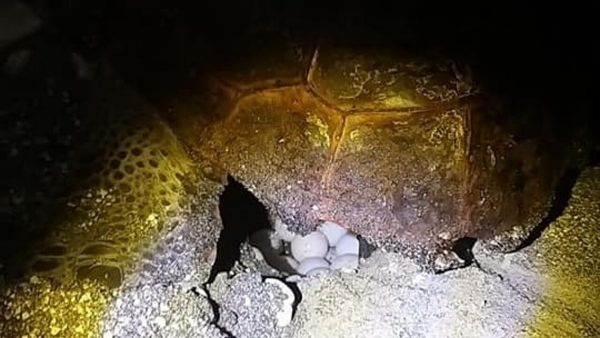 tartaruga caretta caretta salerno 16 luglio 2021